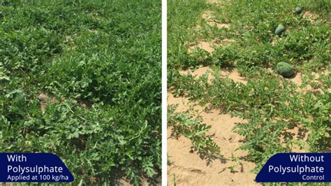 Increasing Watermelon Yield With Polysulphate Fertilizer Icl