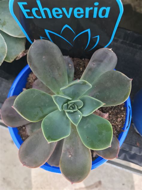So, does a cactus plant need sun? Pin by Diana Gray on Succulents | Succulents, Echeveria ...