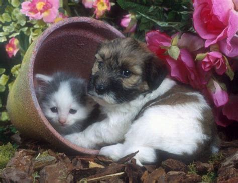 Cute Puppy And Kitten Together Cute Puppies And Kittens Cute Cats