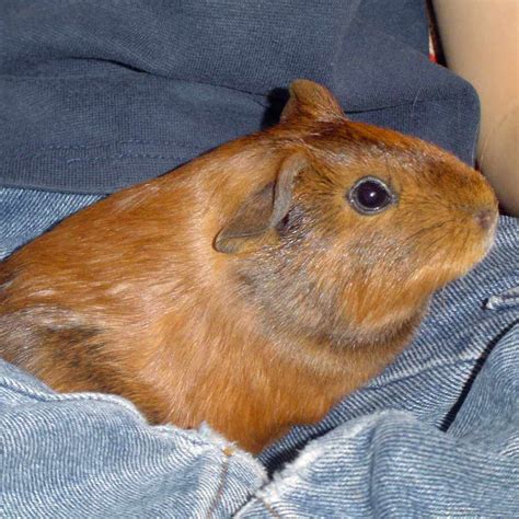 Domestic guinea pigs grow to between 25 and 30cm in length and can live to between four and seven years on average. Where Do Guinea Pigs Like To Be Petted? - Lafeber Co ...