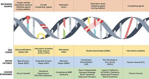 Frontiers Dna Repair Syndromes And Cancer Insights Into Genetics And Phenotype Patterns