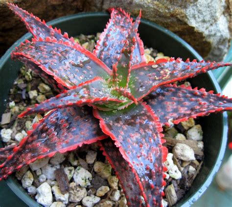 Thinking of repotting christmas cactus plant? Aloe 'Christmas Carol' | Succulents