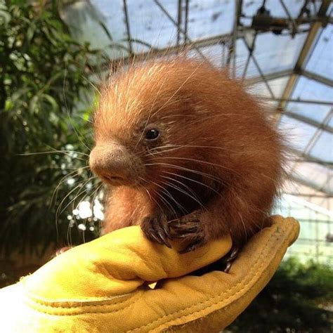 Binghamton Zoo Celebrates Arrival Of New Porcupine Zooborns