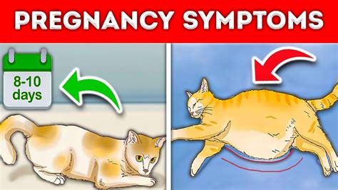 How To Tell If Your “cat Is Pregnant” 7 Signs To Watch Out [new]