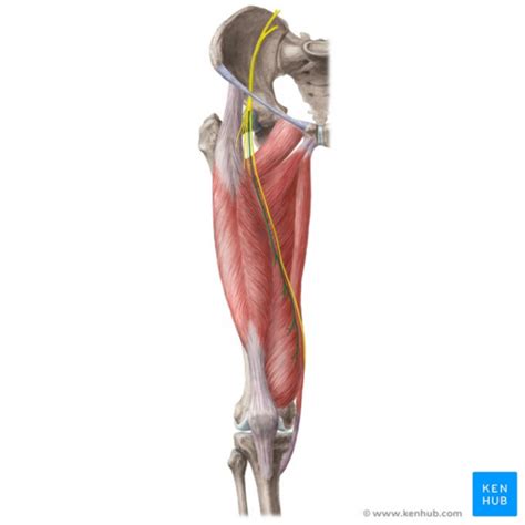 Femoral Nerve Physiopedia