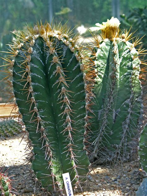 For each plant there is an inner ring of vascular tissue that can be easily seen. Astrophytum ornatum (Monk's Hood, Star Plant) | World of ...