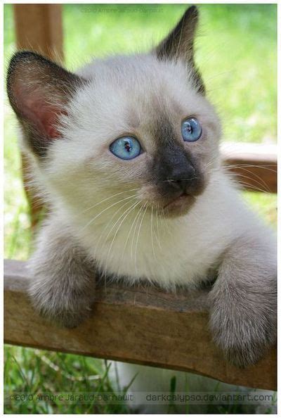 A Look At Siamese Cats Animals Cats Kittens