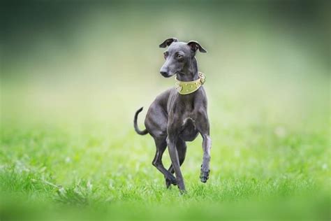 italian greyhound dog breed complete guide az animals