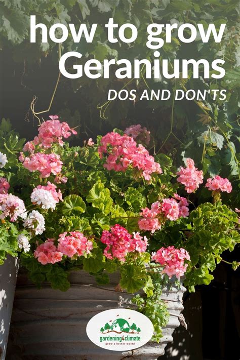 How To Plant Geraniums Outside