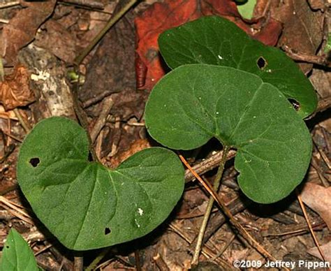 Aristolochiaceae Asarum