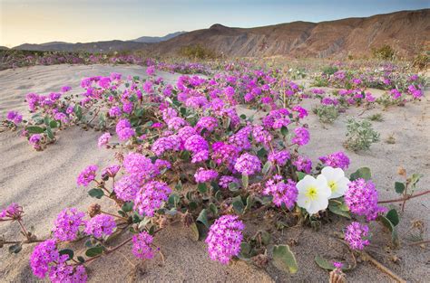 Anza Borrego Desert State Park Wildflowers Alan Majchrowicz Photography