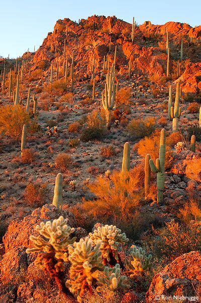 Sonoran Desert Tucson Mountain County Park Arizona Sonoran Desert
