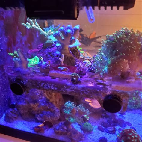 Build Thread Biocube 29 And 10g Reboot Page 15 Reef2reef