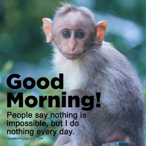 Monkey Good Morning Good Morning Wishes And Images