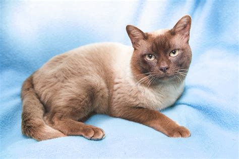 Cruiser Male Burmese Mix Cat In Qld Petrescue