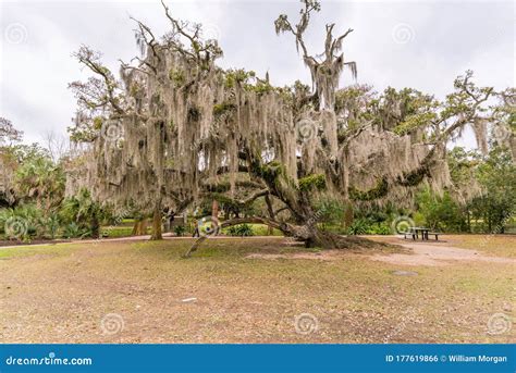 Live Oak Tree In City Park New Orleans Louisiana Stock Photo Image