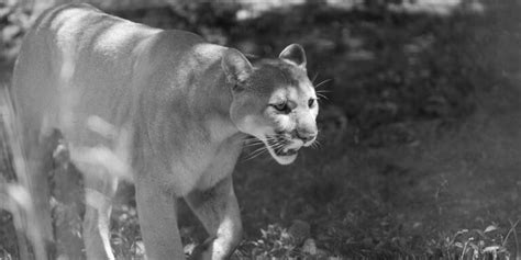 Ghost Cat Gone Eastern Cougar Officially Declared Extinct Ecowatch