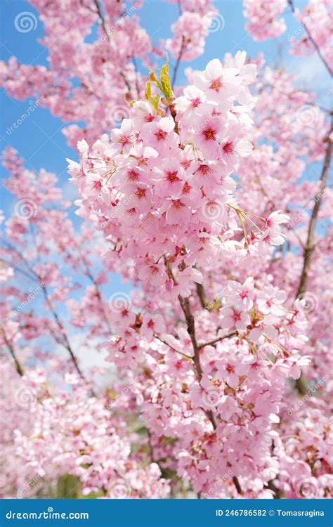 Spring Sakura Cherry Blossoms Over Blue Sky Stock Photo Image Of