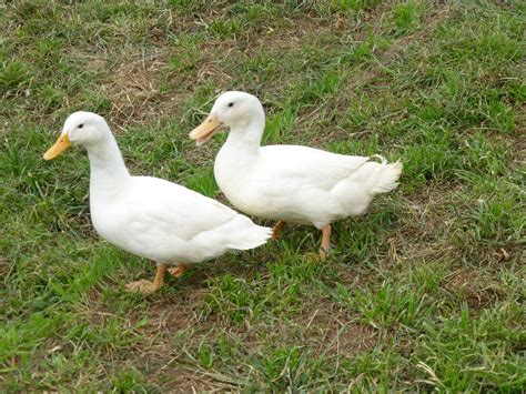 Metzer Farms Duck And Goose Blog Duclair Ducks