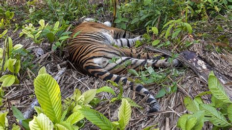 Harimau Sumatera Ditemukan Mati Di Hutan Produksi Siak