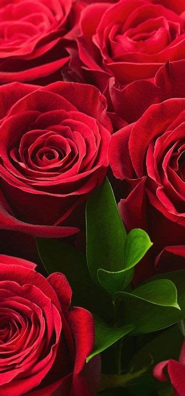 Des Roses Rouges Bouquet De Roses Fleurs Rouges Roses Fond Décran Téléphone Fond Ecran