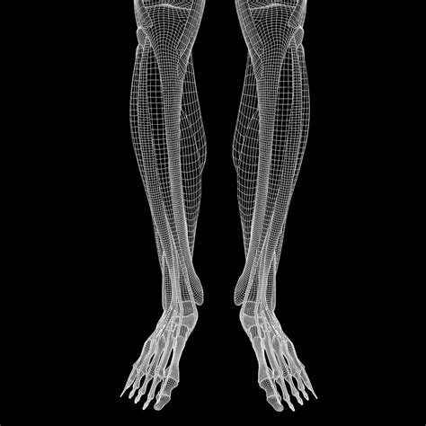 Human Legs Muscle Bone Anatomy 3d Model Cgtrader