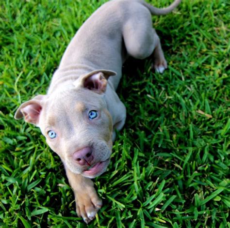 Pitbull Blue Eyes Therealtarzan Puppies Cute Puppies Pitbull Terrier
