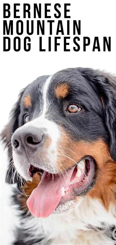 Bernese Mountain Dog Lifespan Are Giant Dogs Always Short
