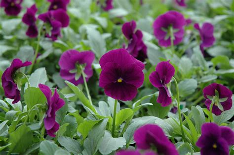 Cool Wave Purple Pansy Viola X Wittrockiana Pas1077343 In San