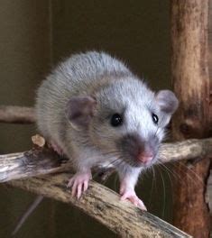 Dumbo rats have larger ears while bristle coat rats have stiff coats. 378 Best Dumbo Rat images | Dumbo rat, Pet rats, Cute rats