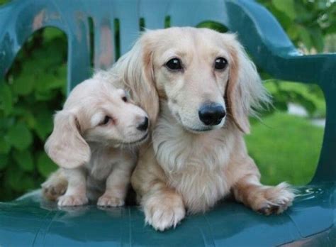 A true english cream dachshund should have an imported british cream in their ancestry. Rare colored doxies-(English cream. my next color long ...