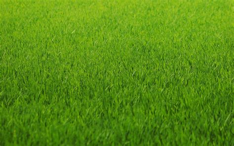 Grass Wallpaper Aesthetic Free Download Collection Of Aesthetic