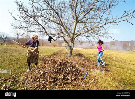 Senior Rural Woman And Her Daughter With Rakes Spring Cleaning In A