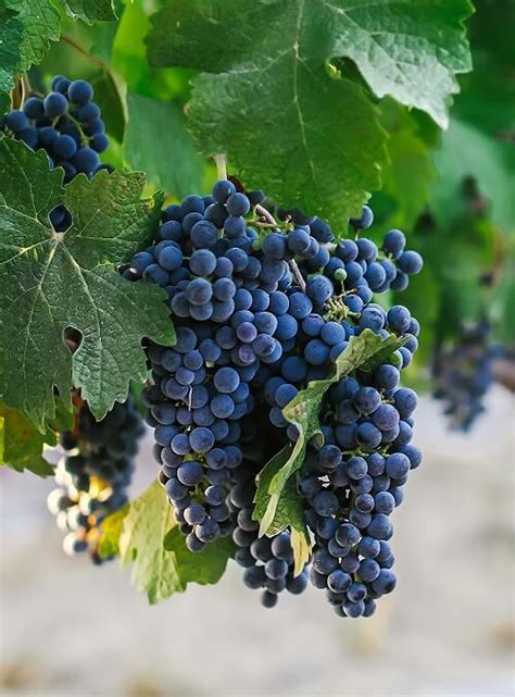 Cabernet Sauvignon Grape Seeds 50 Rare Grape Seed Unusual Etsy