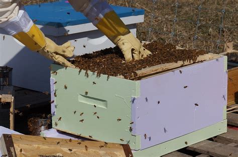 Basics About The Beekeeping Business Bee Mission