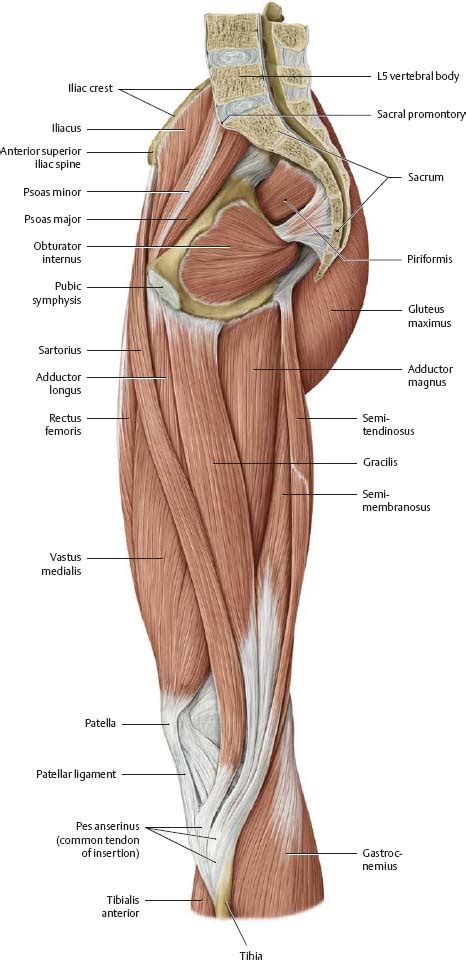 The hip joint is a ball and socket synovial type joint between the head of the femur and acetabulum of the pelvis. Hip & Thigh - Atlas of Anatomy