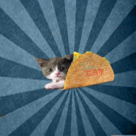 A Cat In A Taco Obviously Cats Funny Tacos