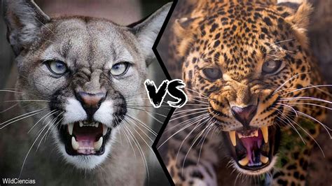 Cougar Vs Leopard Who Will Win This Battle Youtube