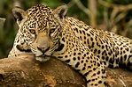 Jaguar: qué es, características, peligro de extinción, hábitat ...