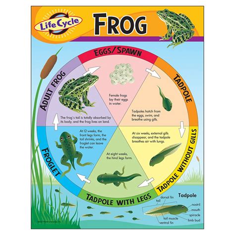 Life Cycle Of A Frog Learning Chart T 38152 Trend