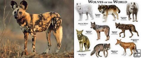Why Isnt The African Hunting Dog Considered A Wolf Quora