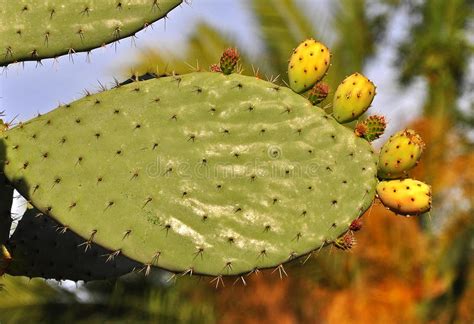 They have to be watered. Cactus stock photo. Image of flower, there, water, cacti ...