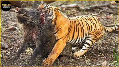 45 Brutal Moments Tiger Hunting Prey Tiger Fight Caught On Camera