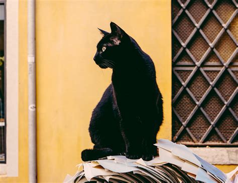 The Misunderstood Black Cat Cat Clinic At Cherry Hill