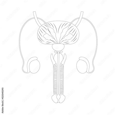 Line Diagram Of The Anatomy Of Male Reproductive Organs On White