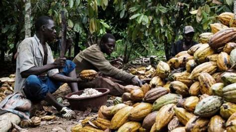 Cocoa Ivory Coast To Lower Output Over Two Years Ships And Ports