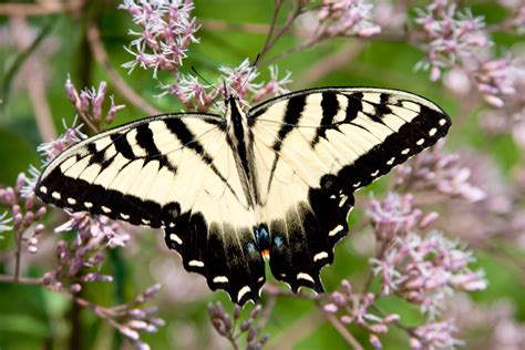 图片素材 自然 飞蛾和蝴蝶 昆虫 Western Tiger Swallowtail 东部老虎swallowtail 燕尾蝴蝶