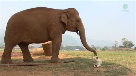 The Friendships Of Elephant And Dogs Elephantnews Youtube