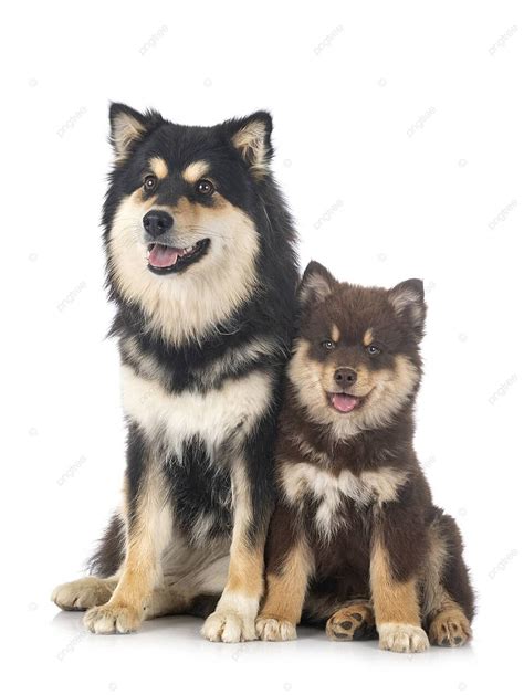 Puppy And Adult Finnish Lapphund Tan Puppy White Background Photo And