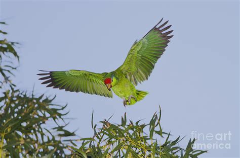 Red Crowned Parrot Photograph By Anthony Mercieca Fine Art America